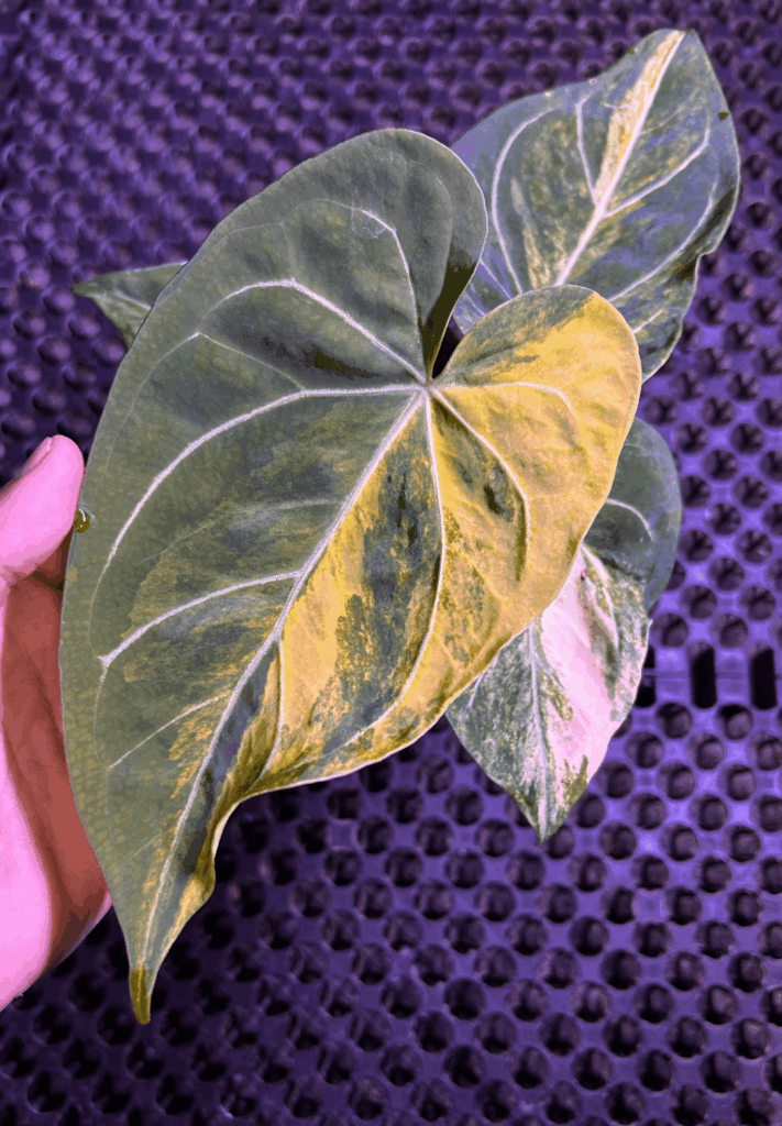 Anthurium Papilillaminum Red devil