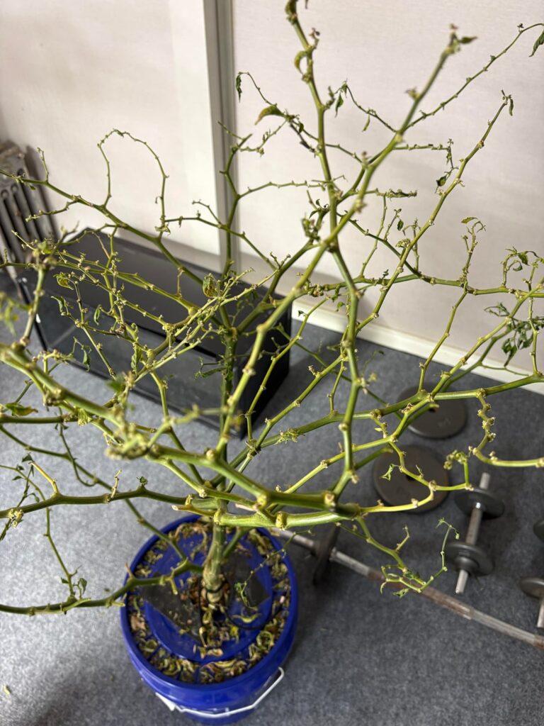 Think it’s a goner? Think it’s a goner?