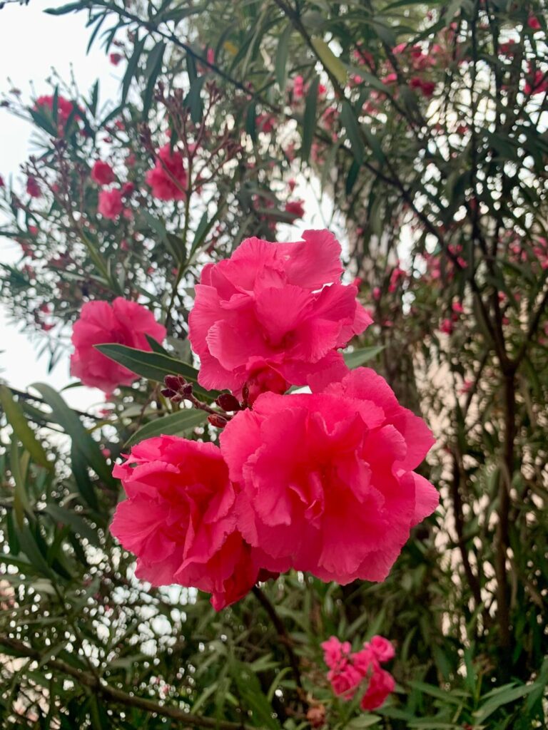 Nerium oleander