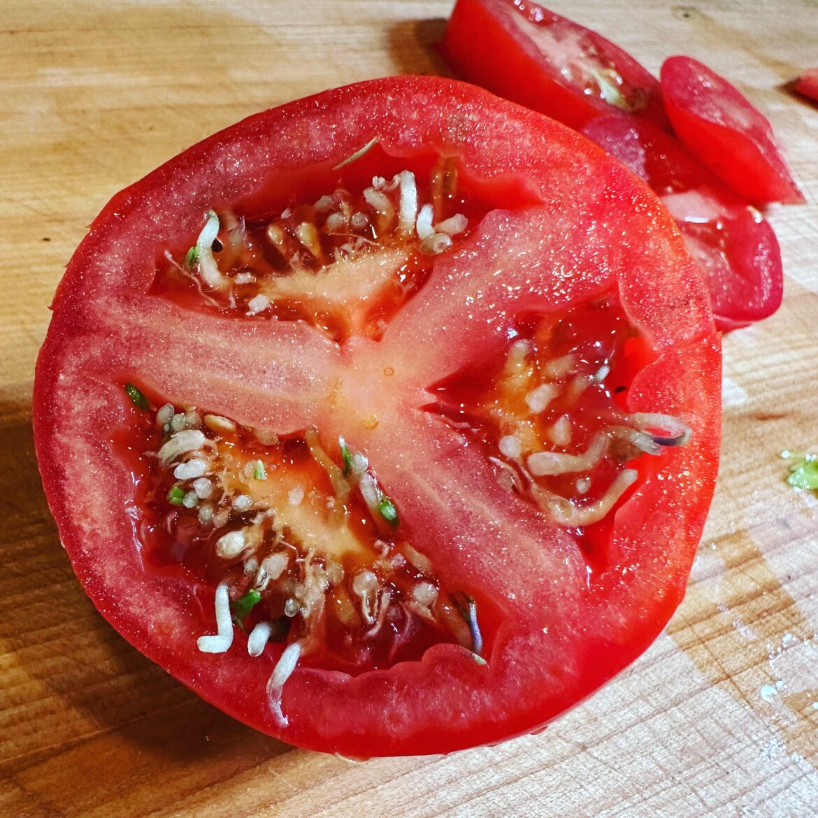 My tomato seeds grew? How does this happen?