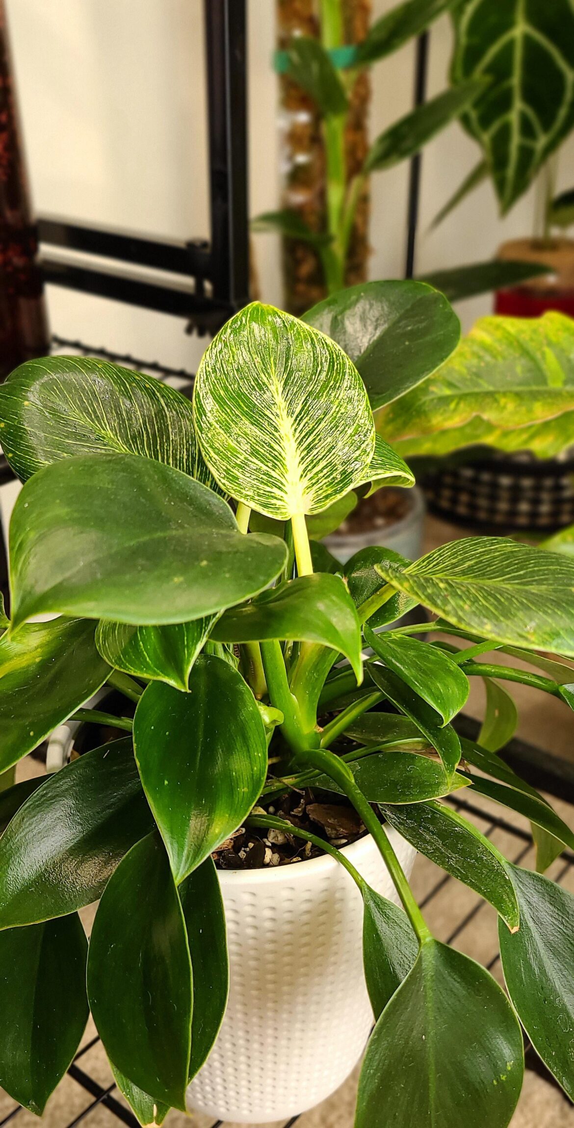 This Reverkin is unreverting