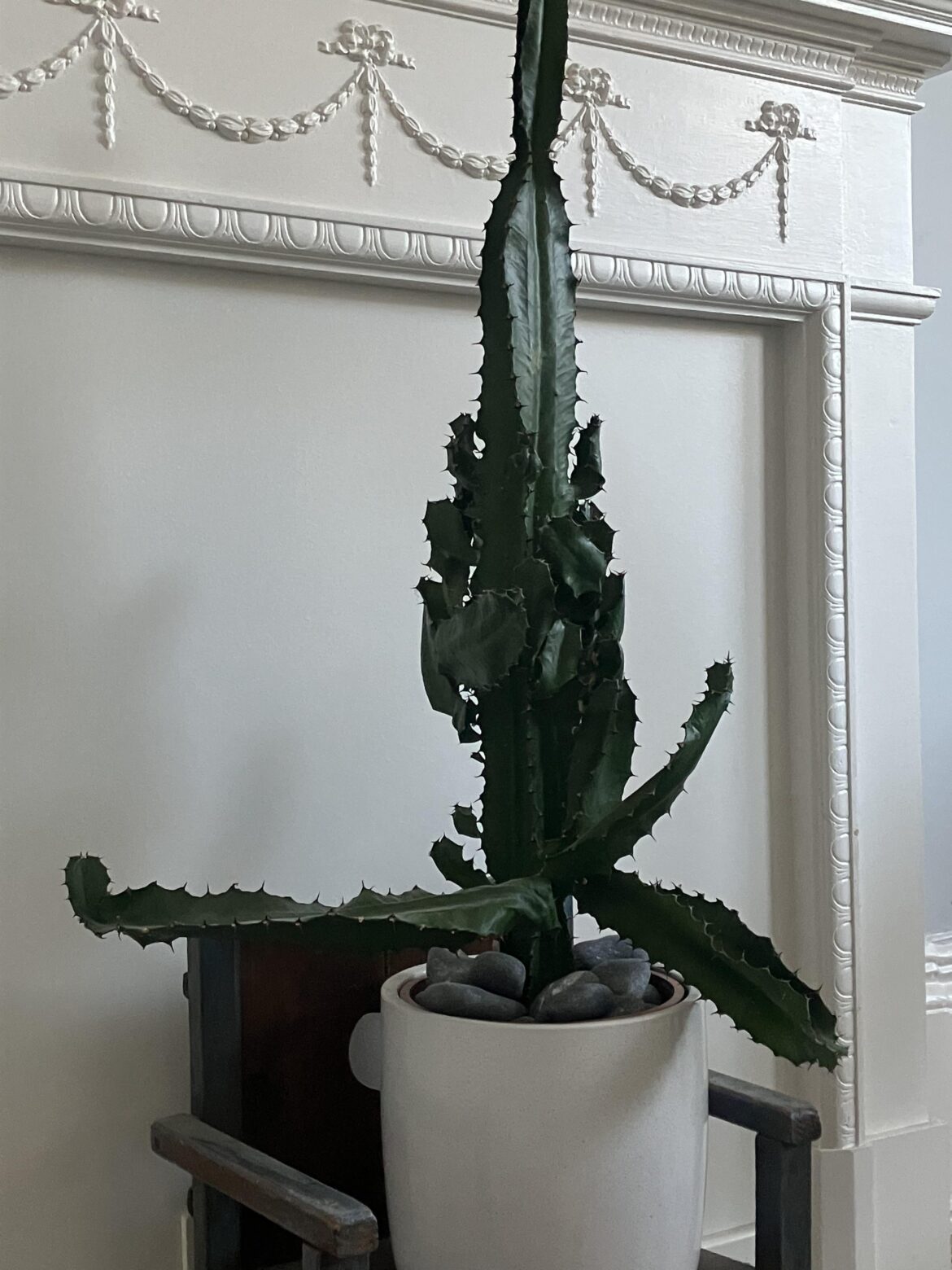 What’s wrong with my euphorbia