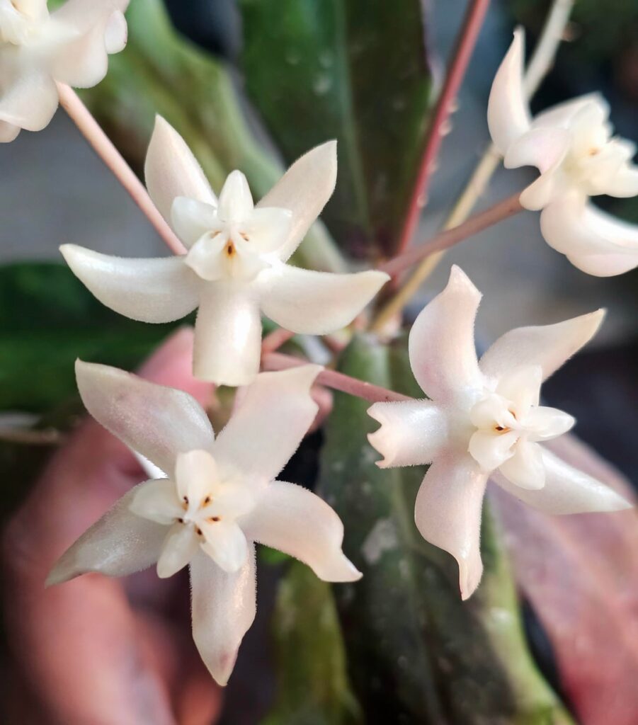 First bloom from buntokensis x self hybrid. I think the flowers resemble undulata blooms in size and color, but with a not very pleasant scent. Leaves sunstress a gorgeous red!