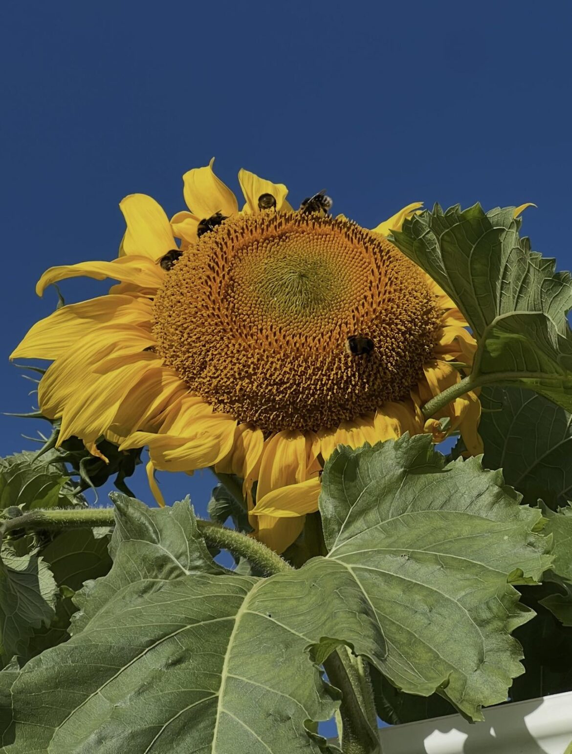 Plant competition ideas! Plant competition ideas!