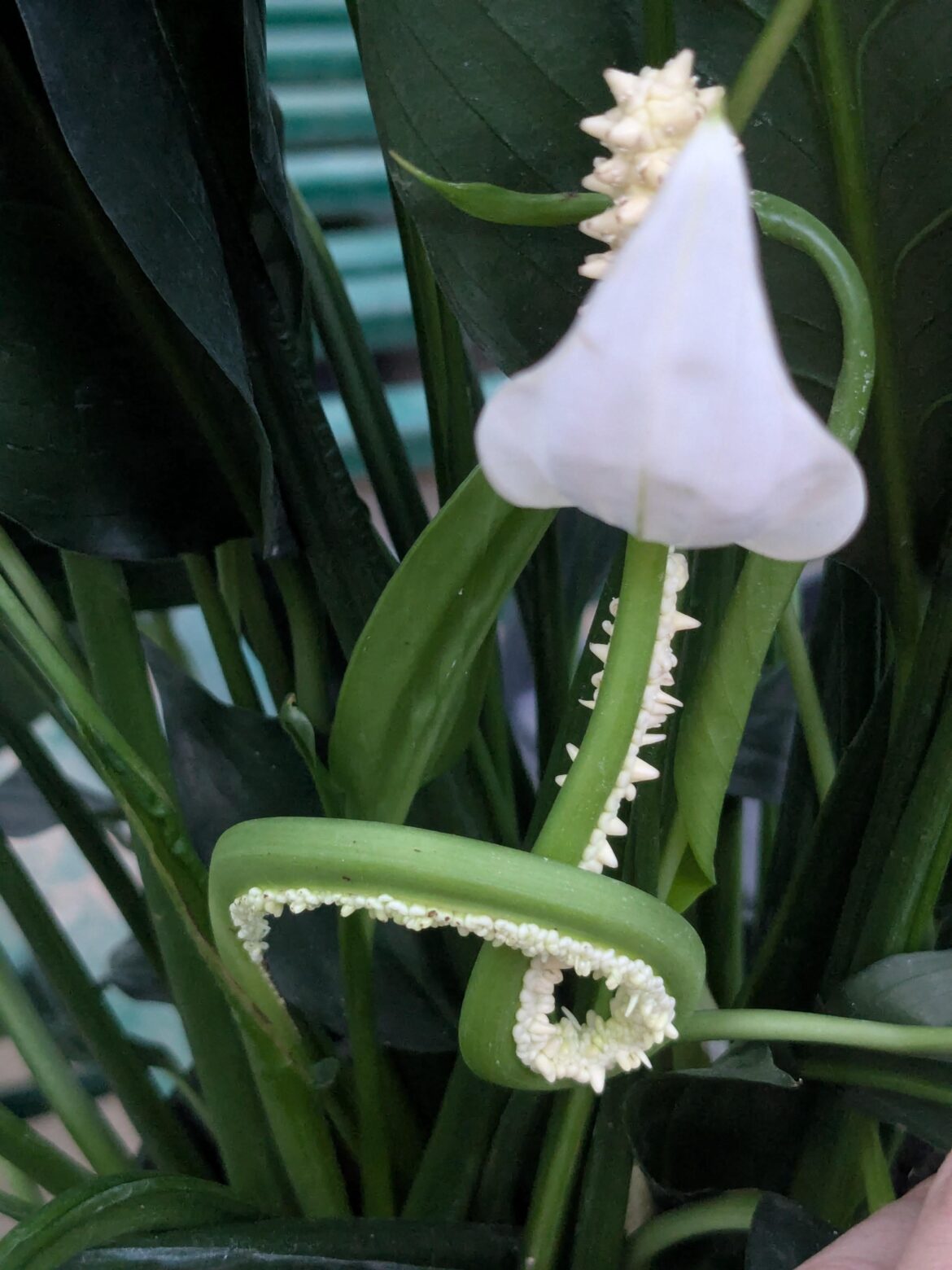 Bizarre peace lily flower mutation