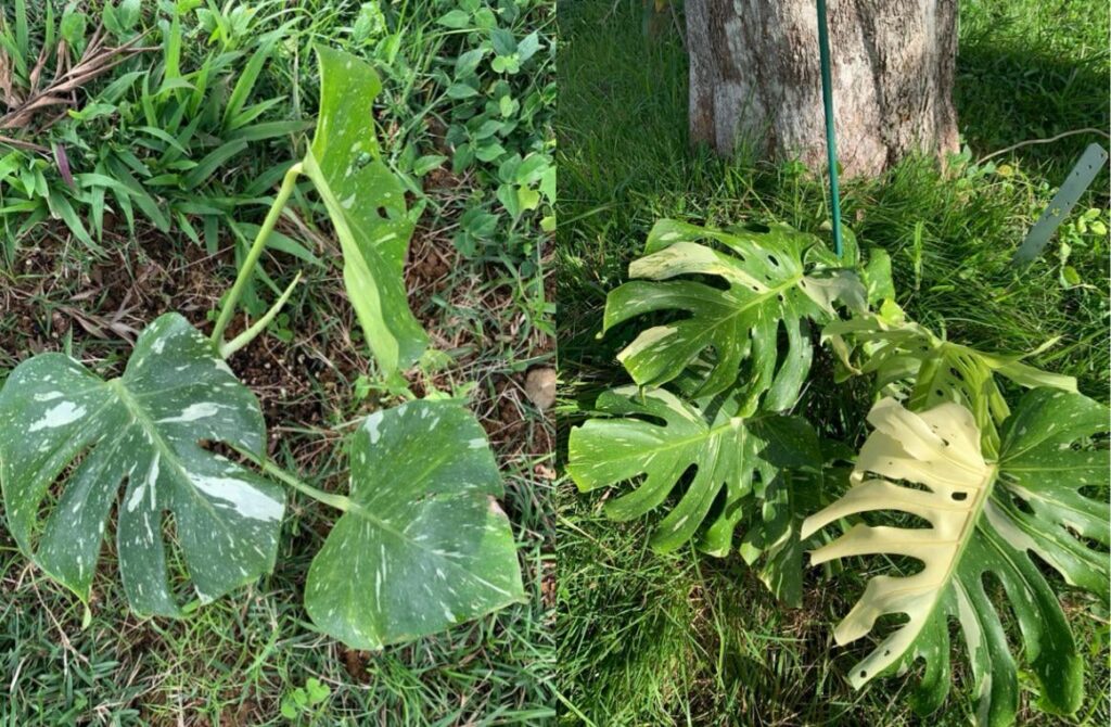 Monstera Thai Constellation — 1 Year of Natural Outdoor Growth in Florida