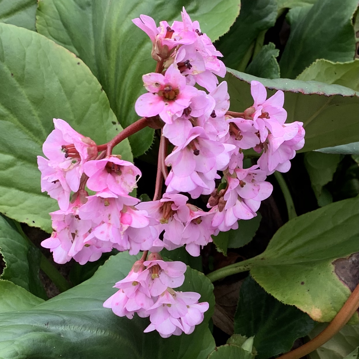 Pigsqueak (Bergenia cordifolia or B. crassifolia). This perennial blooms from...
