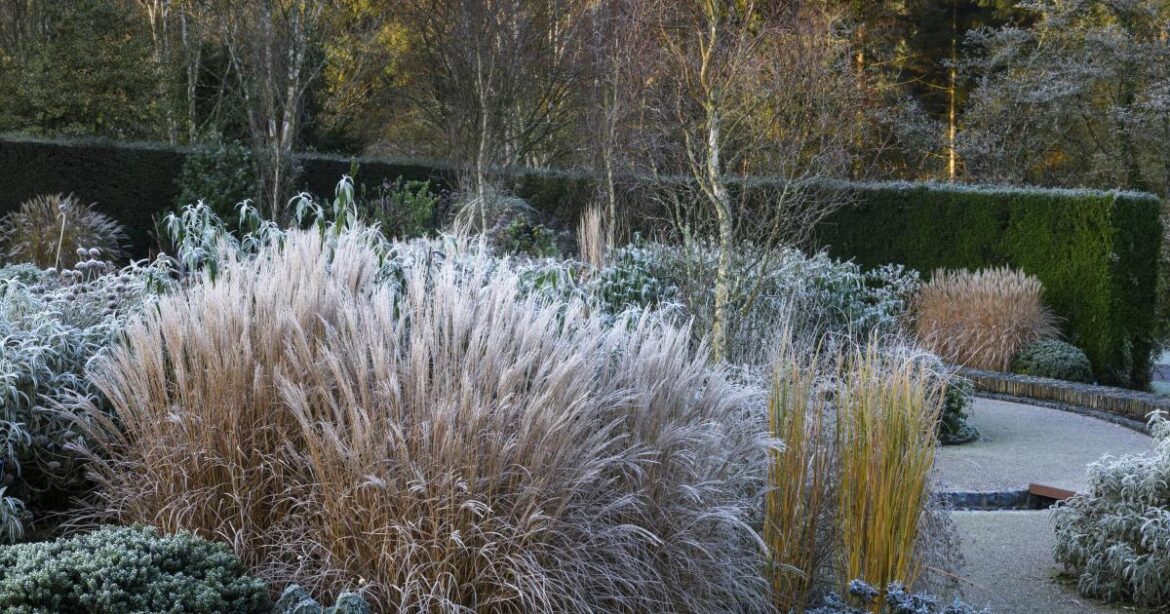 RHS Garden Rosemoor curator talks winter and holly