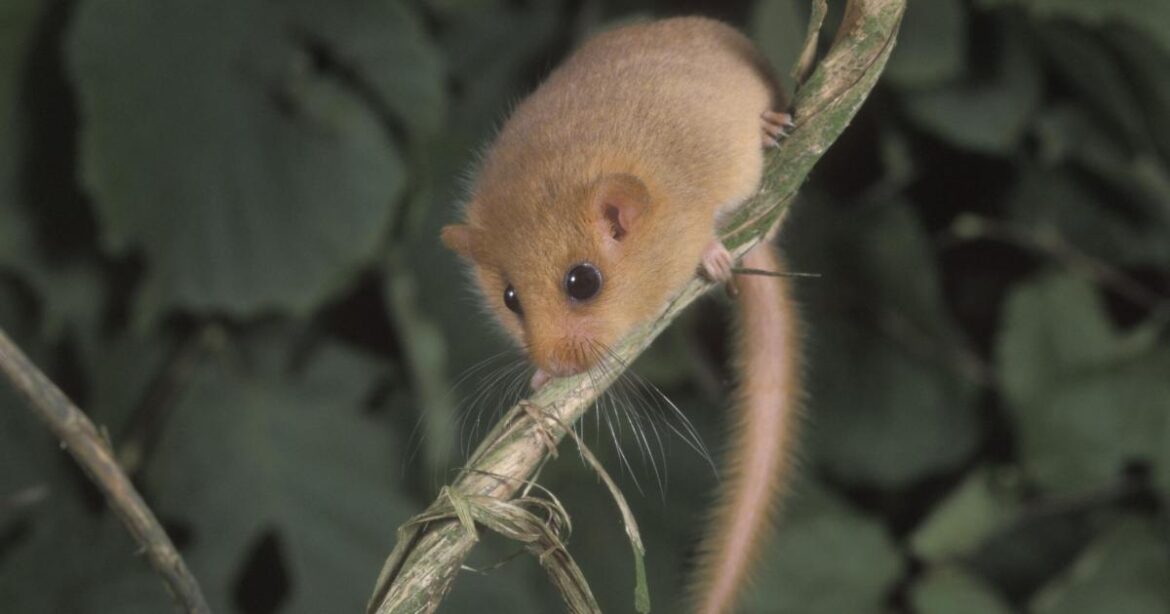 How to make your garden wildlife friendly this winter