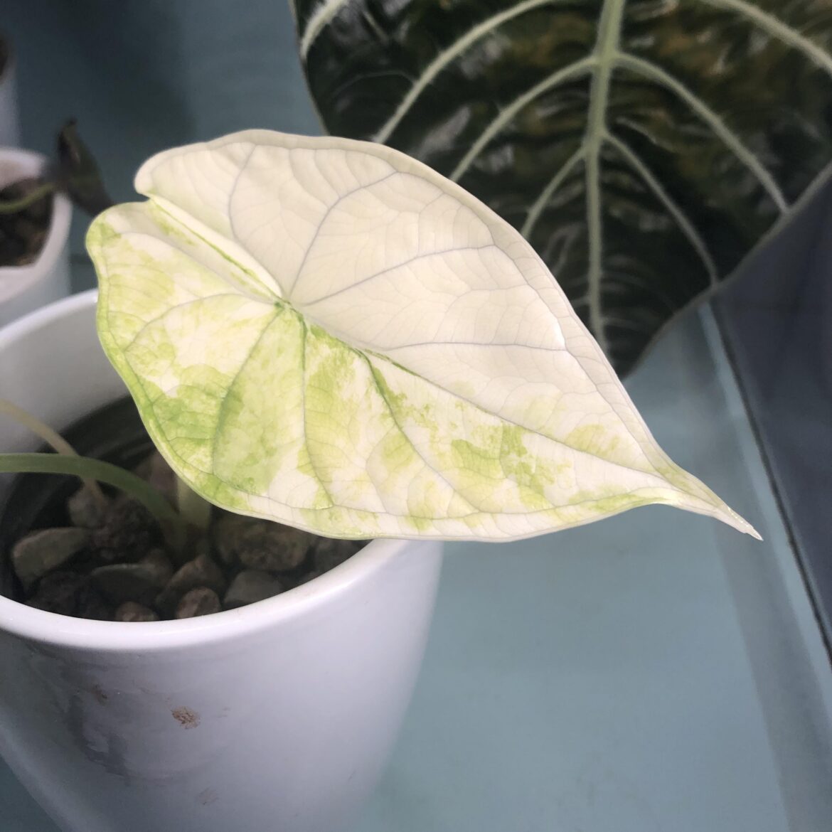 Fresh Dragon Scale Albo Leaf