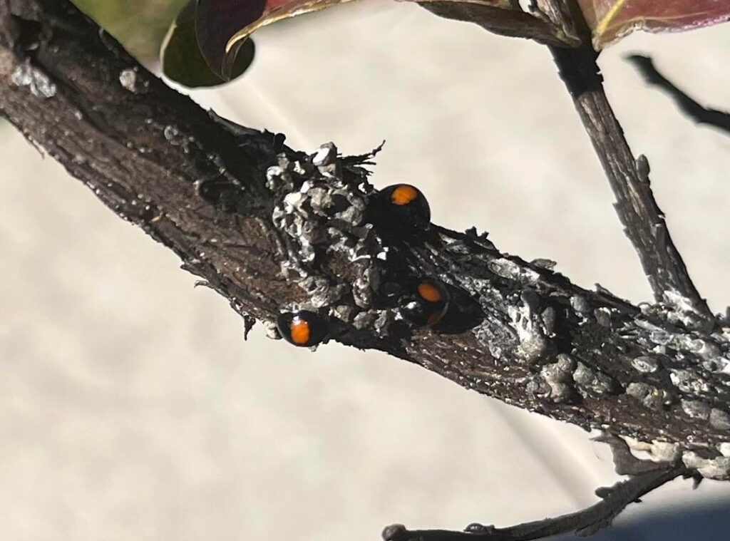 Sharing a little bug ID. Twice stabbed lady beetles in their different life stages.