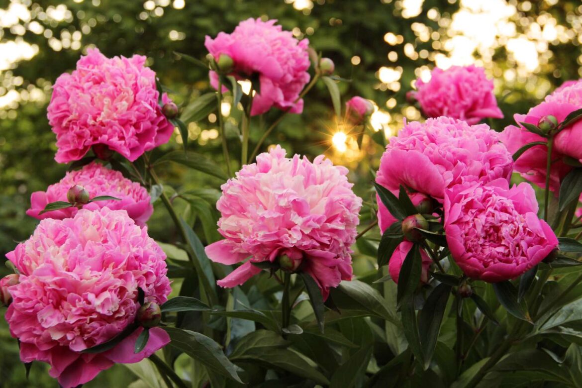 Should You Cut Back Peonies in Winter? What Experts Say Should You Cut Back Peonies in Winter? What Experts Say