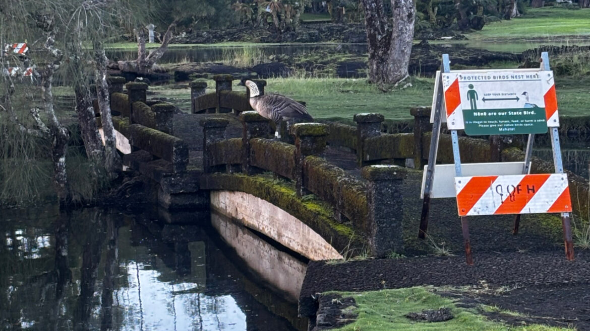 New Protections For Nēnē Nesting At Liliʻuokalani Gardens New Protections For Nēnē Nesting At Liliʻuokalani Gardens