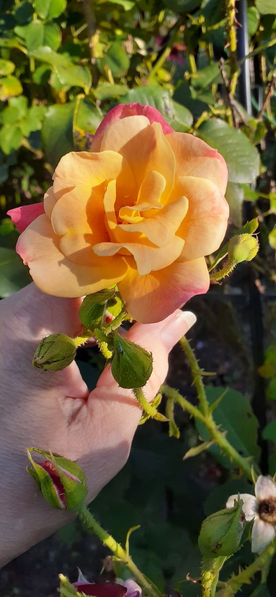 SMGB December 2025 14