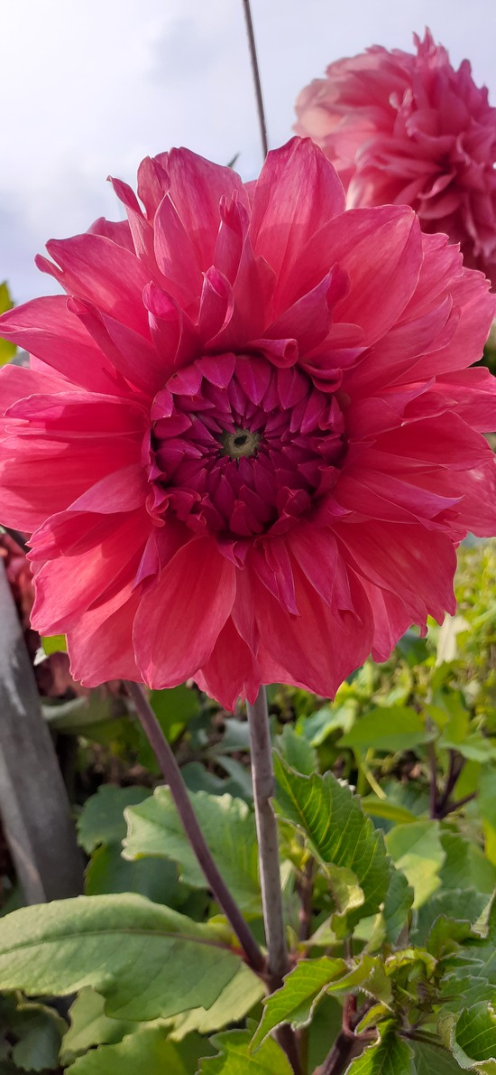 SMGB December 2025 7