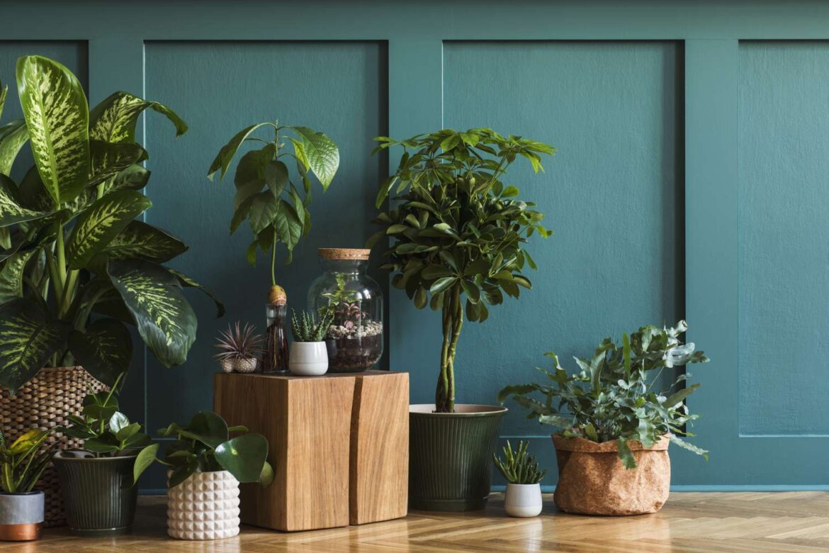 This Low-Maintenance Houseplant Was Just Named 2026’s Plant of the Year This Low-Maintenance Houseplant Was Just Named 2026’s Plant of the Year
