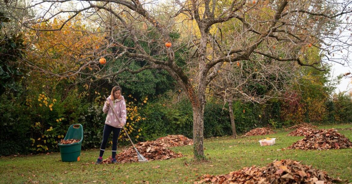 Gardeners urged to make pile of leaves in autumn and winter