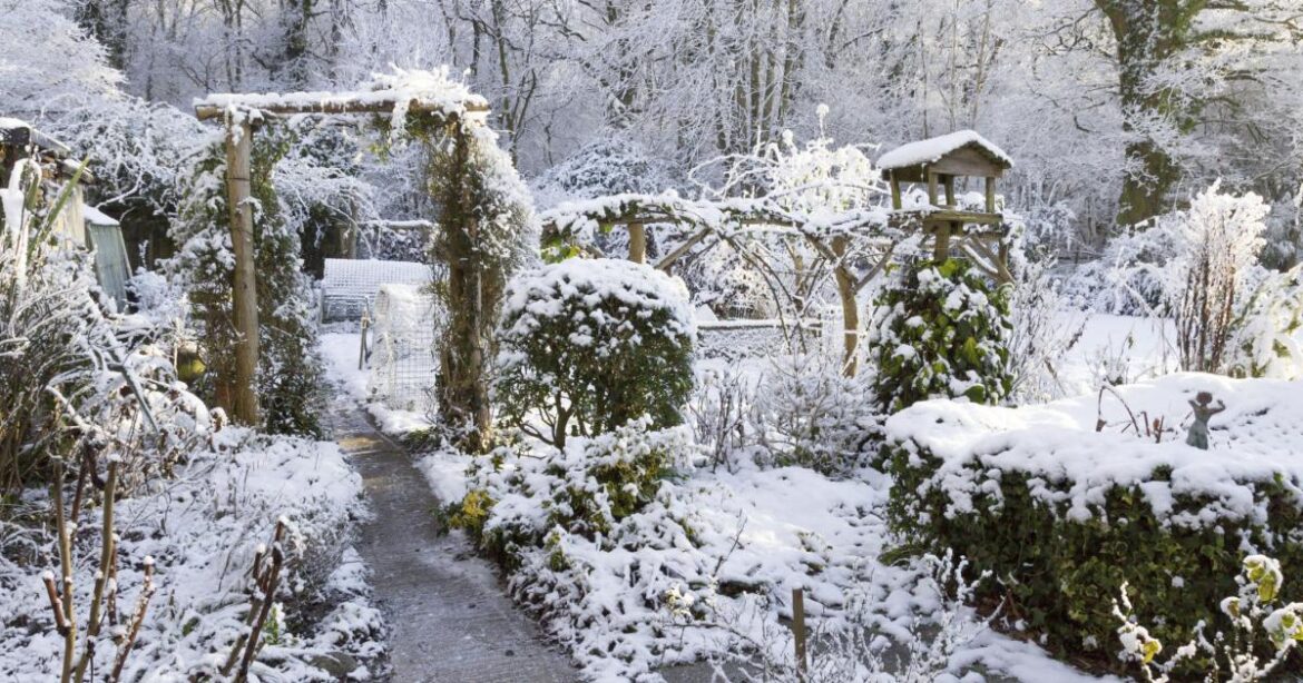 Gardening: The snow’s ‘blanketing effect’ is important for our plants Gardening: The snow’s ‘blanketing effect' is important for our plants