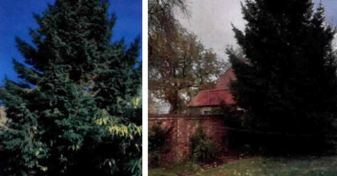 Bid to prune Christmas tree in garden in Askham Bryan, York