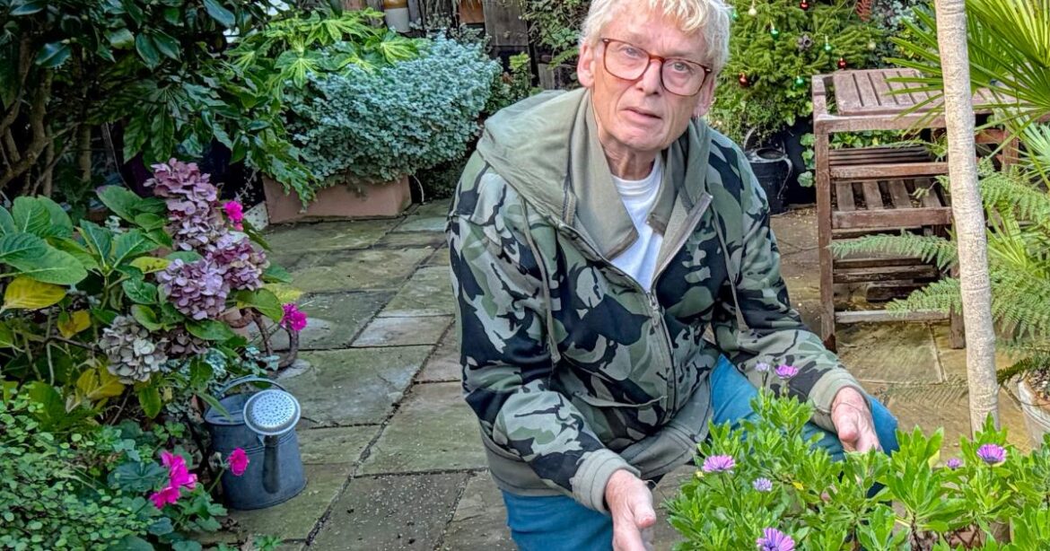 Yucca blooms and osteospermum shine at Sussex garden Yucca blooms and osteospermum shine at Sussex garden