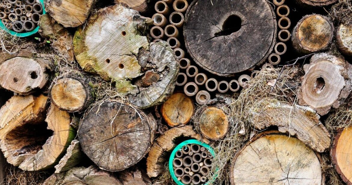 The secret life of decaying wood — and why your garden needs it The secret life of decaying wood — and why your garden needs it