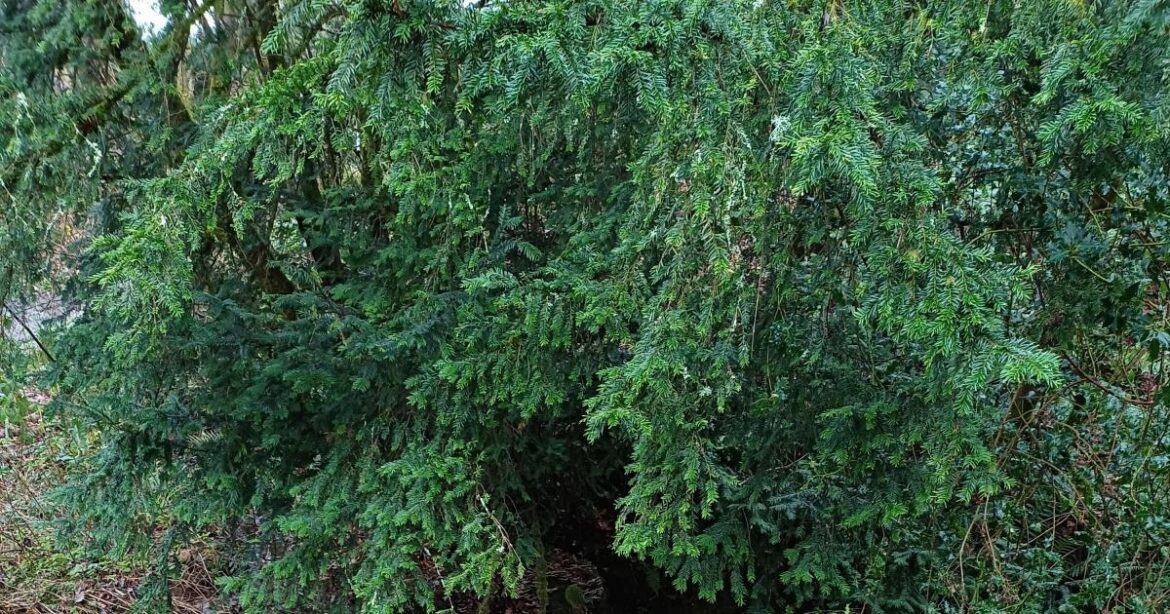 How to stop your garden from becoming a flood hotspot