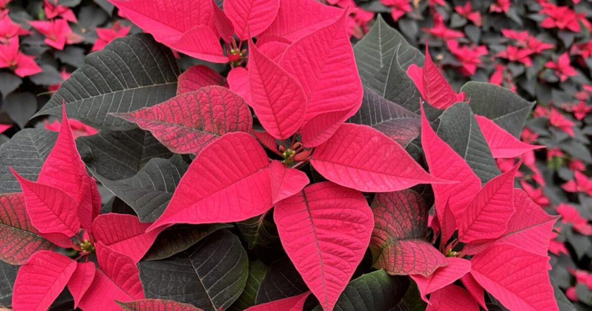 Hillier unveils new exclusive poinsettia for Christmas 2025