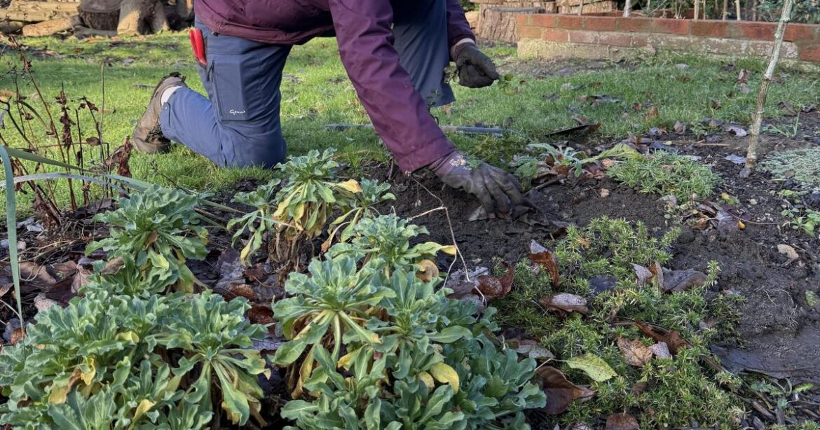 Trim the edges of your garden for a huge effect