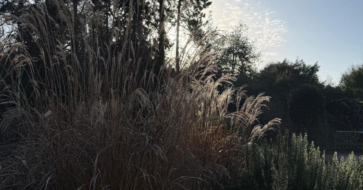 Norfolk School of Gardening: Jobs to do over Christmas Norfolk School of Gardening: Jobs to do over Christmas