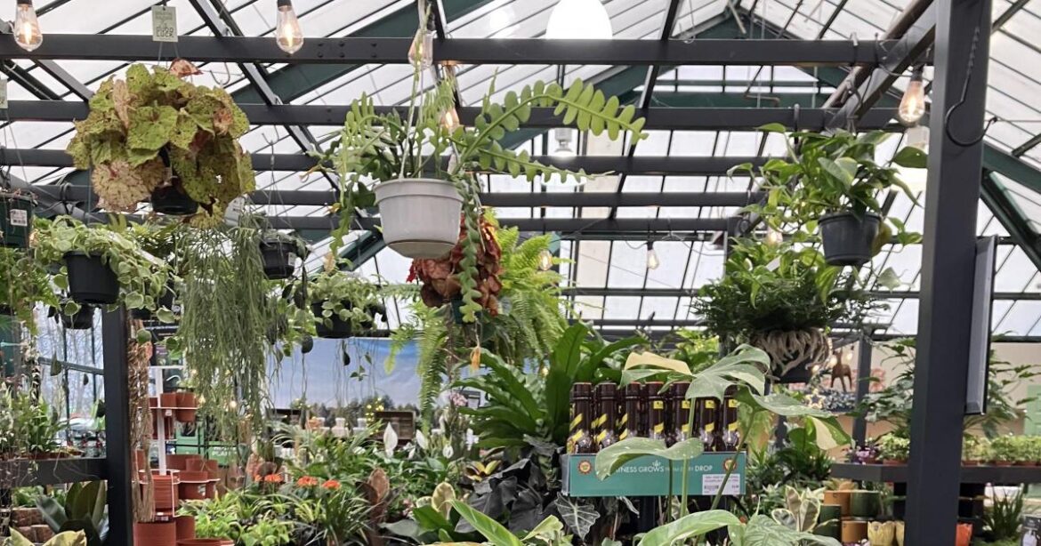 Nature Notes: Look out for this spider in the garden centre