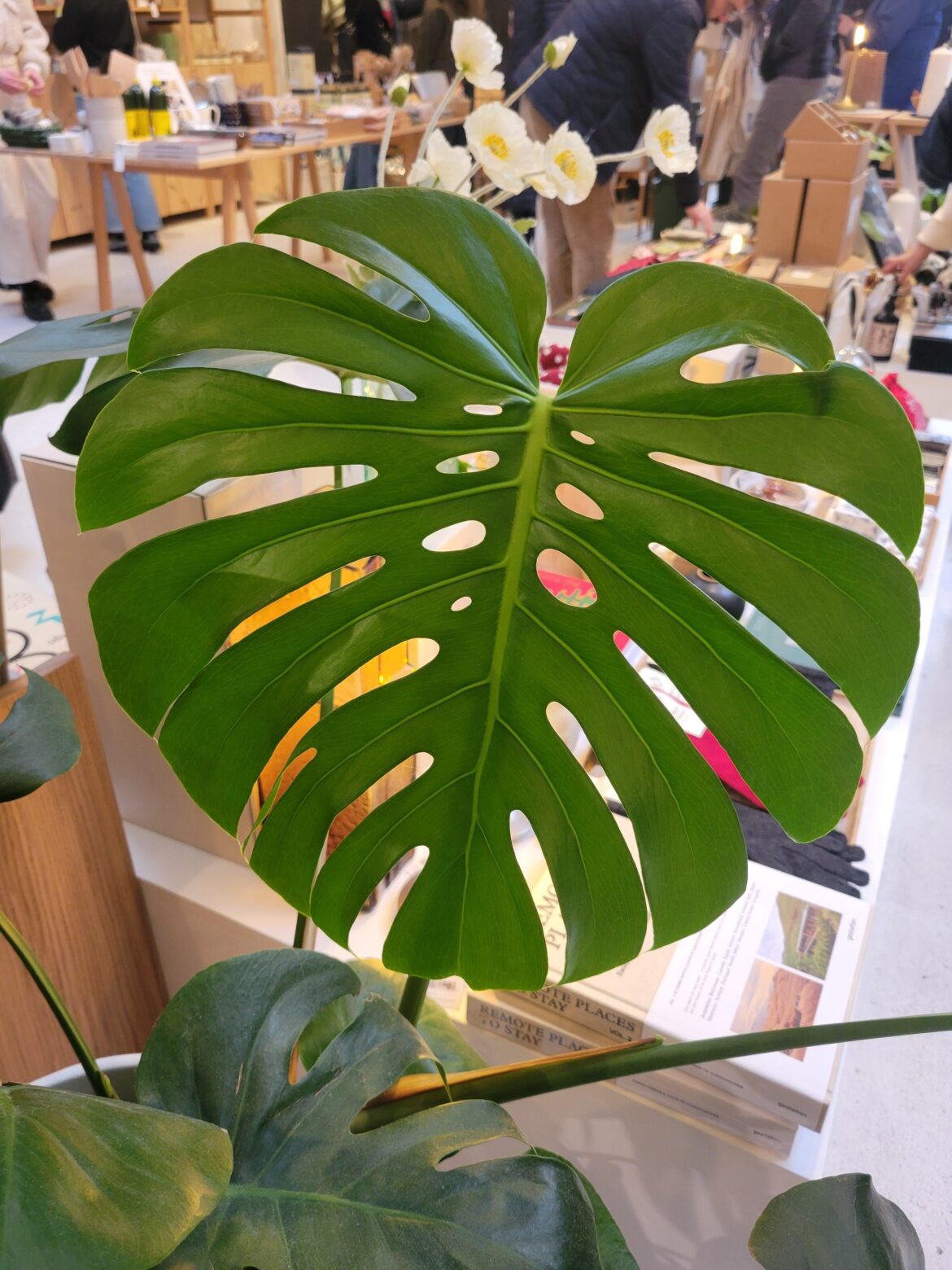 Saw this beautiful new monstera leaf in a store