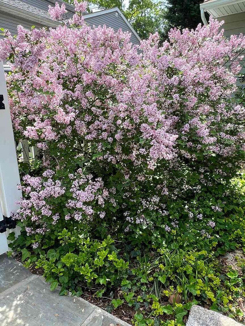 A fragrant Palabin lilac appears on Long Island, N.Y. on May 24, 2024. (Jessica Damiano via AP)
