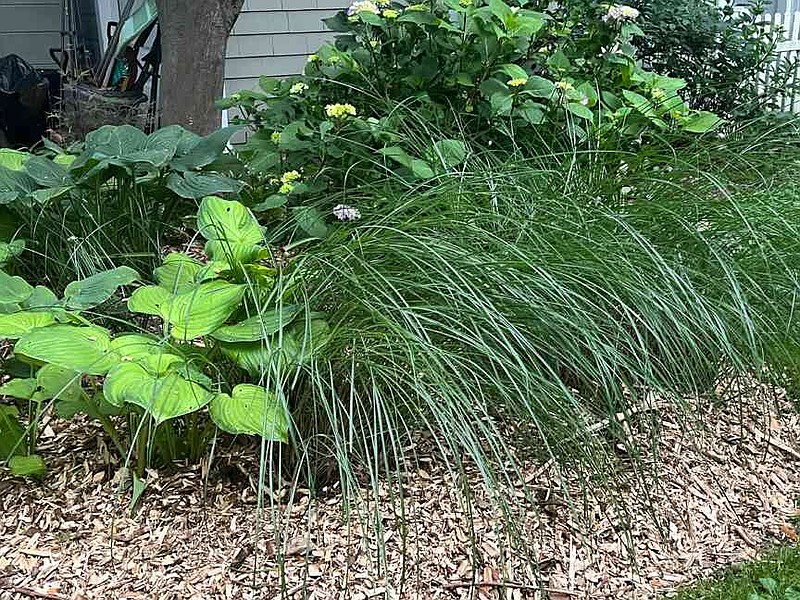 Ornamental grass appears in a mixed garden bed on Long Island, N.Y., on June 8, 2025. (Jessica Damiano via AP)