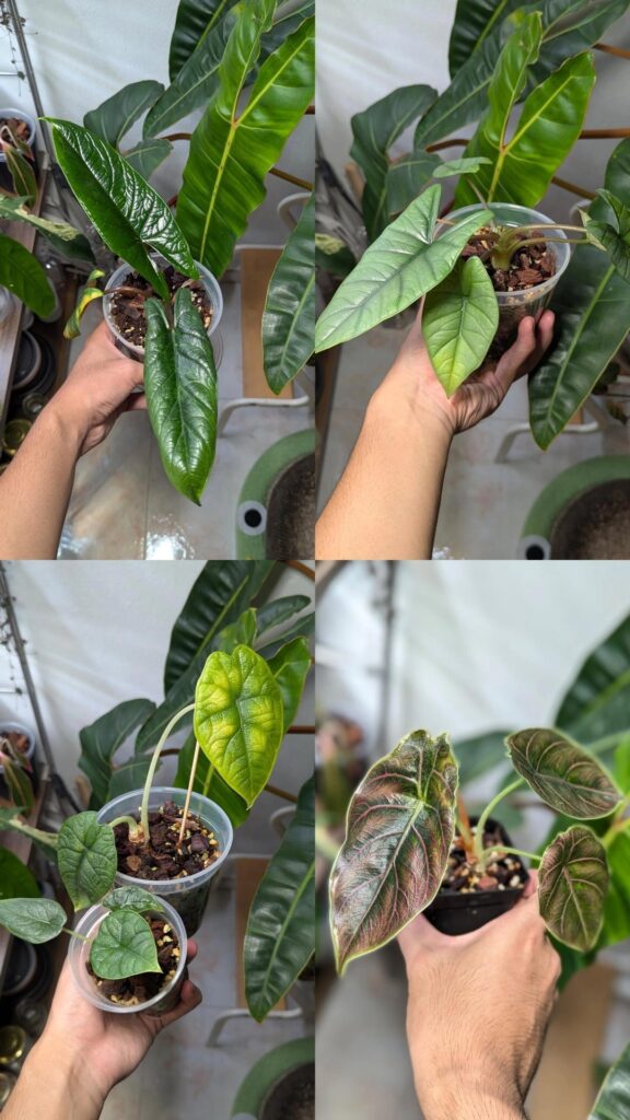 Four months of alocasia growth (Jul-Dec). My melo hates me 😔