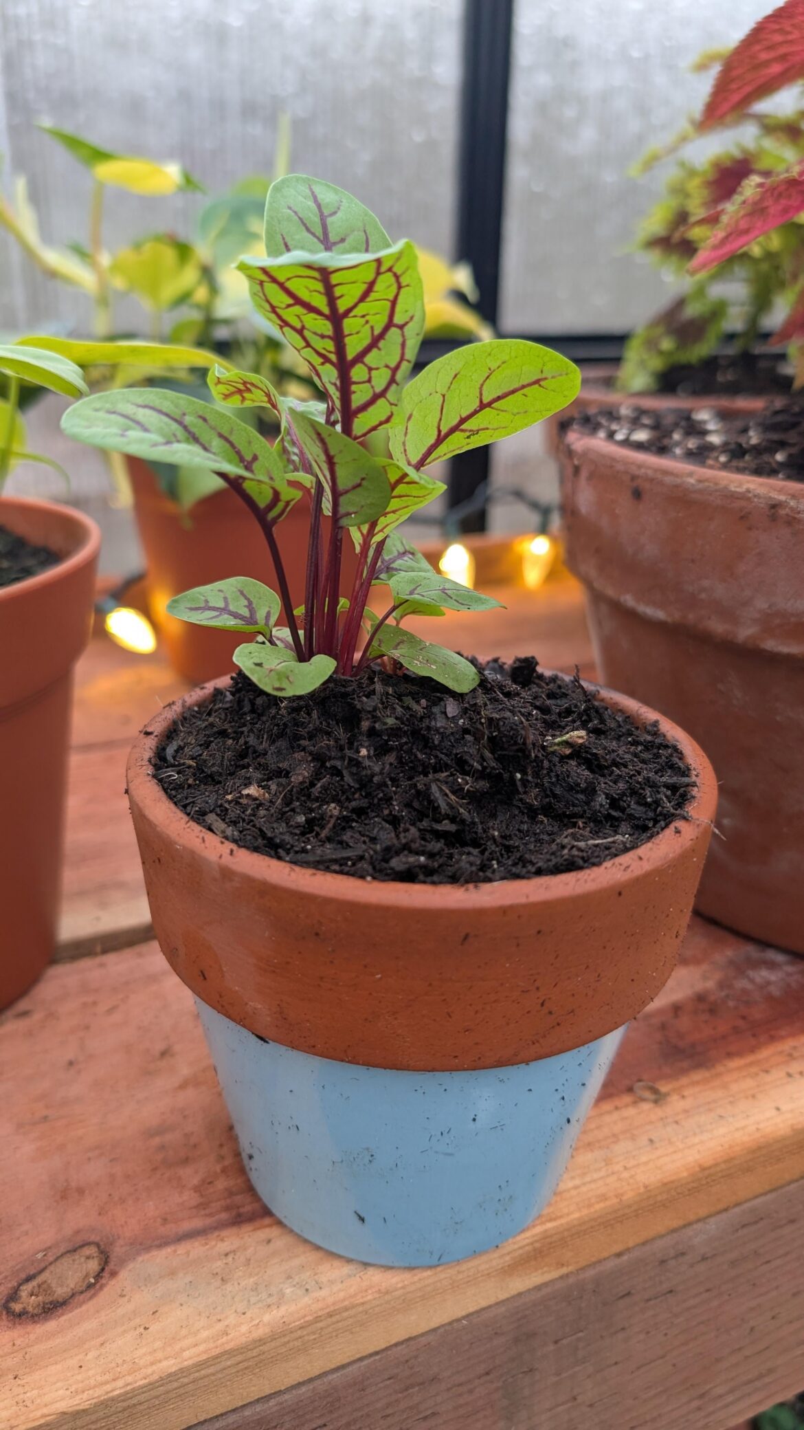 Spending a rainy Christmas potting up in the greenhouse.