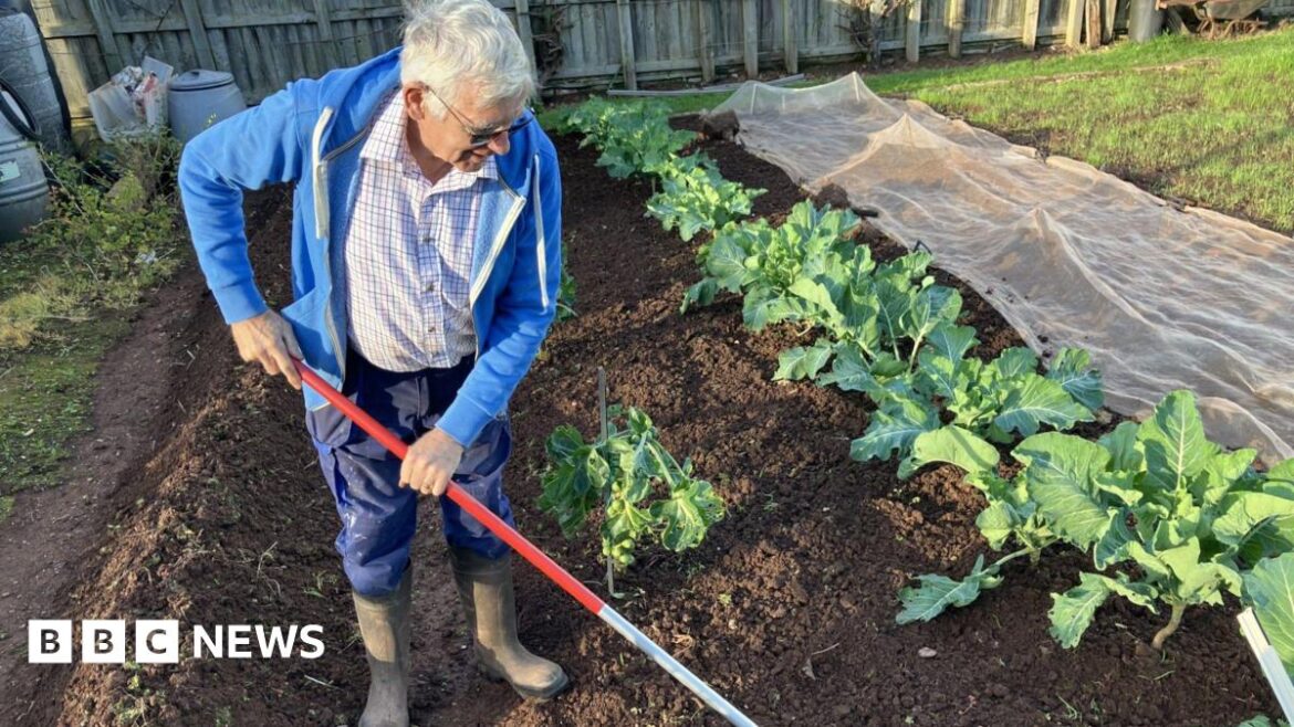 Paul Rodgers is using a long red hoe to turn the soil beside his Brussels sprout and cauliflower plants in his allotment in Paignton. He is wearing a Tattersall shirt, blue trousers and wellies. He has short, white hair and is wearing spectacles with tinted lenses.
