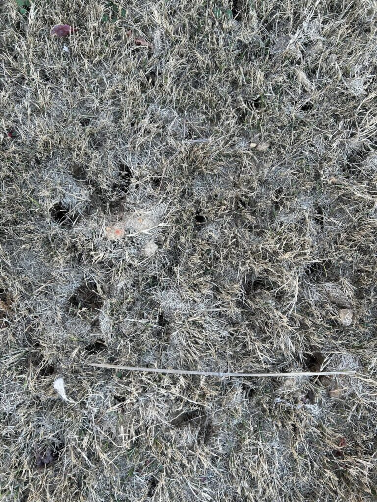 Mysterious holes in the lawn