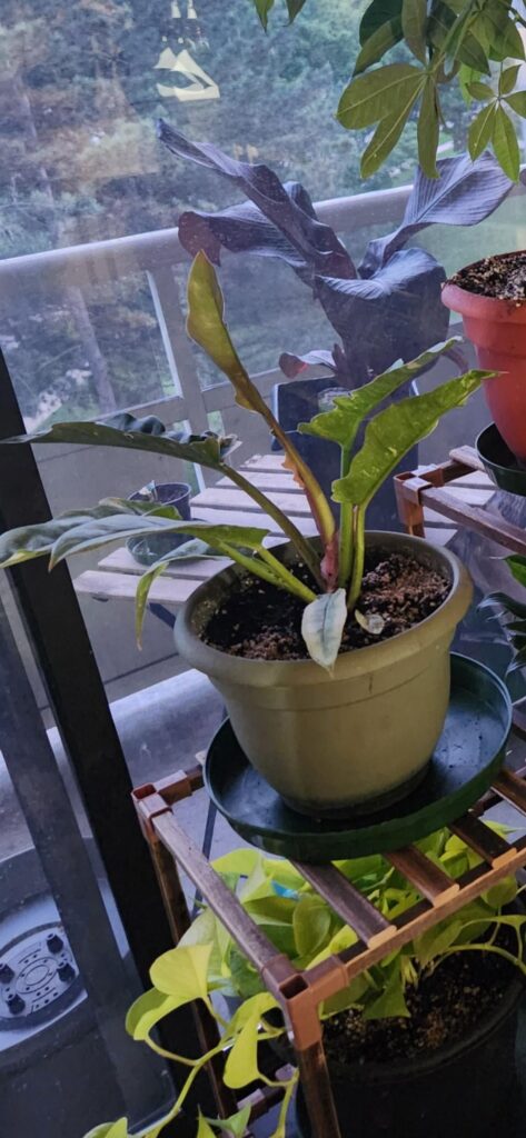 Please help identify these plants, thanks!