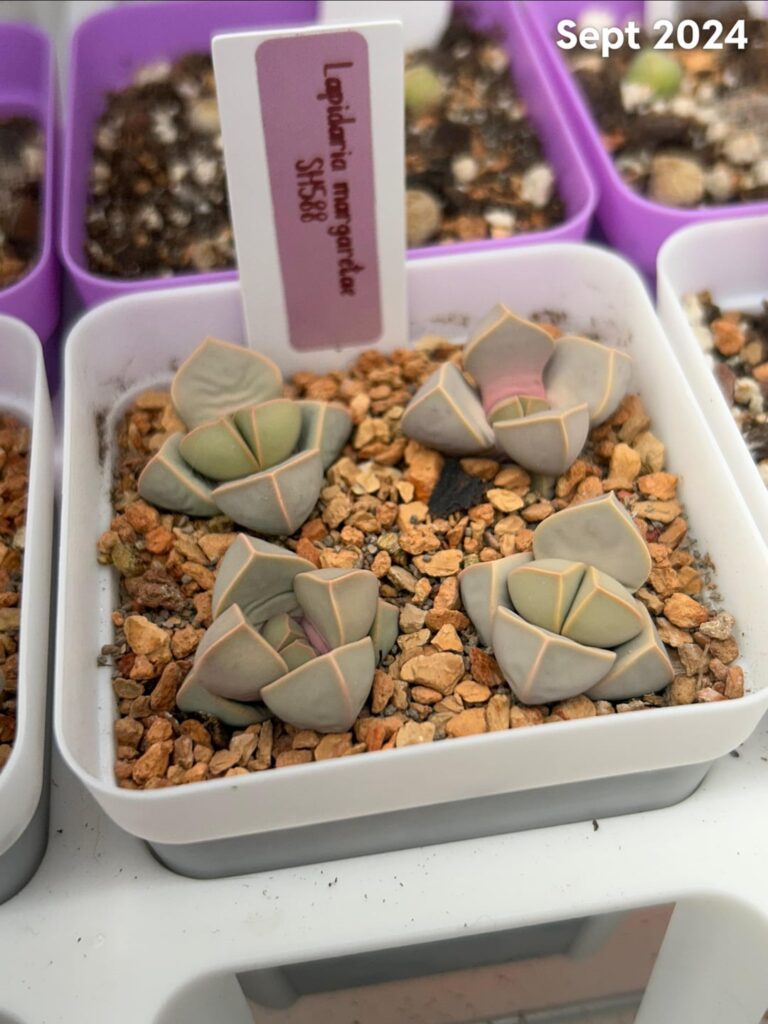 Mega seedling update! Mega seedling update!