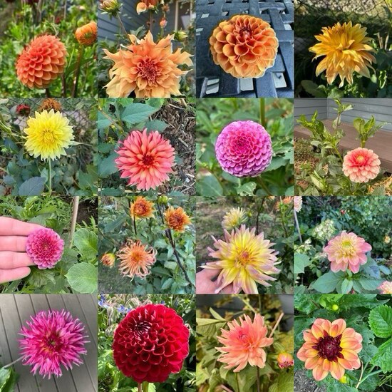 24dahliassomegrownin2024multiple.jpg