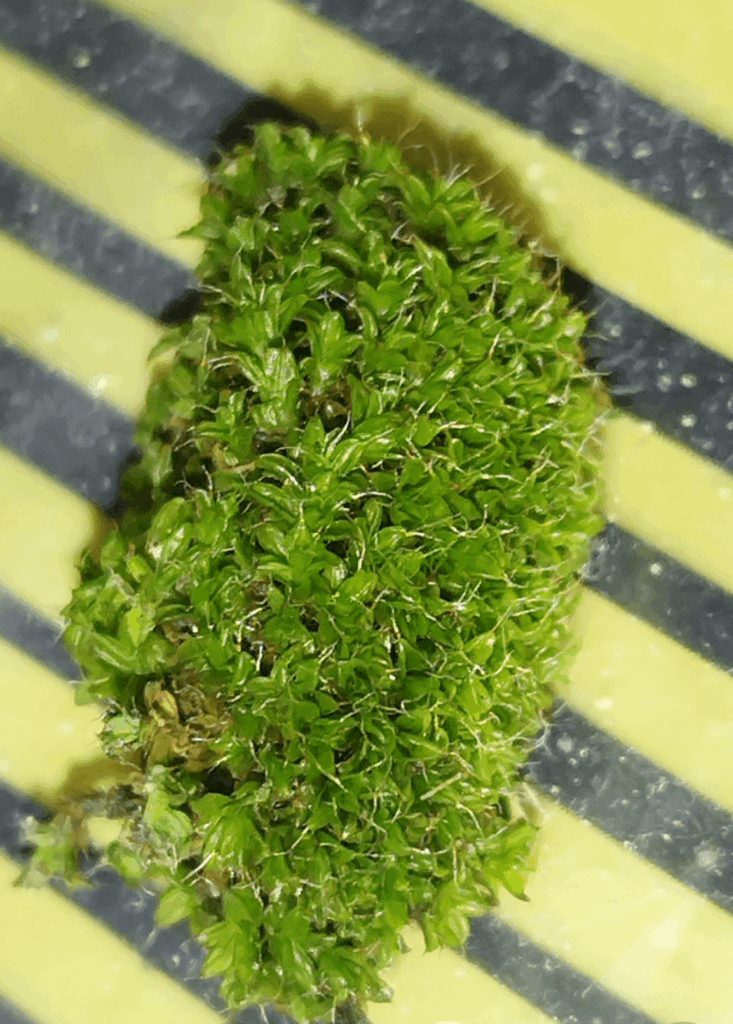 How to care for Syntrichia sp.