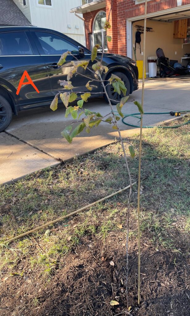 Mexican Plum - to stake, or not to stake?