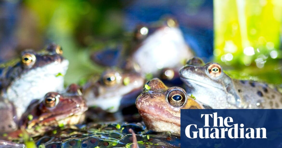 Garden ponds provide vital habitats – and a revival is under way in Britain | Gardens