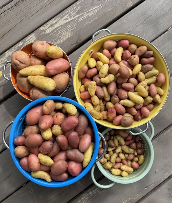 25potatoharvest8aug.jpg