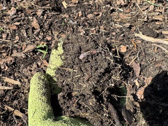 25theperfectsoilwithhumusandworm2may.jpg