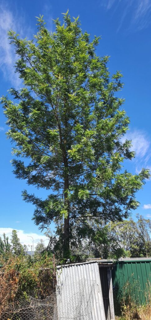 Anyone help with identifying what kind of tree this is?