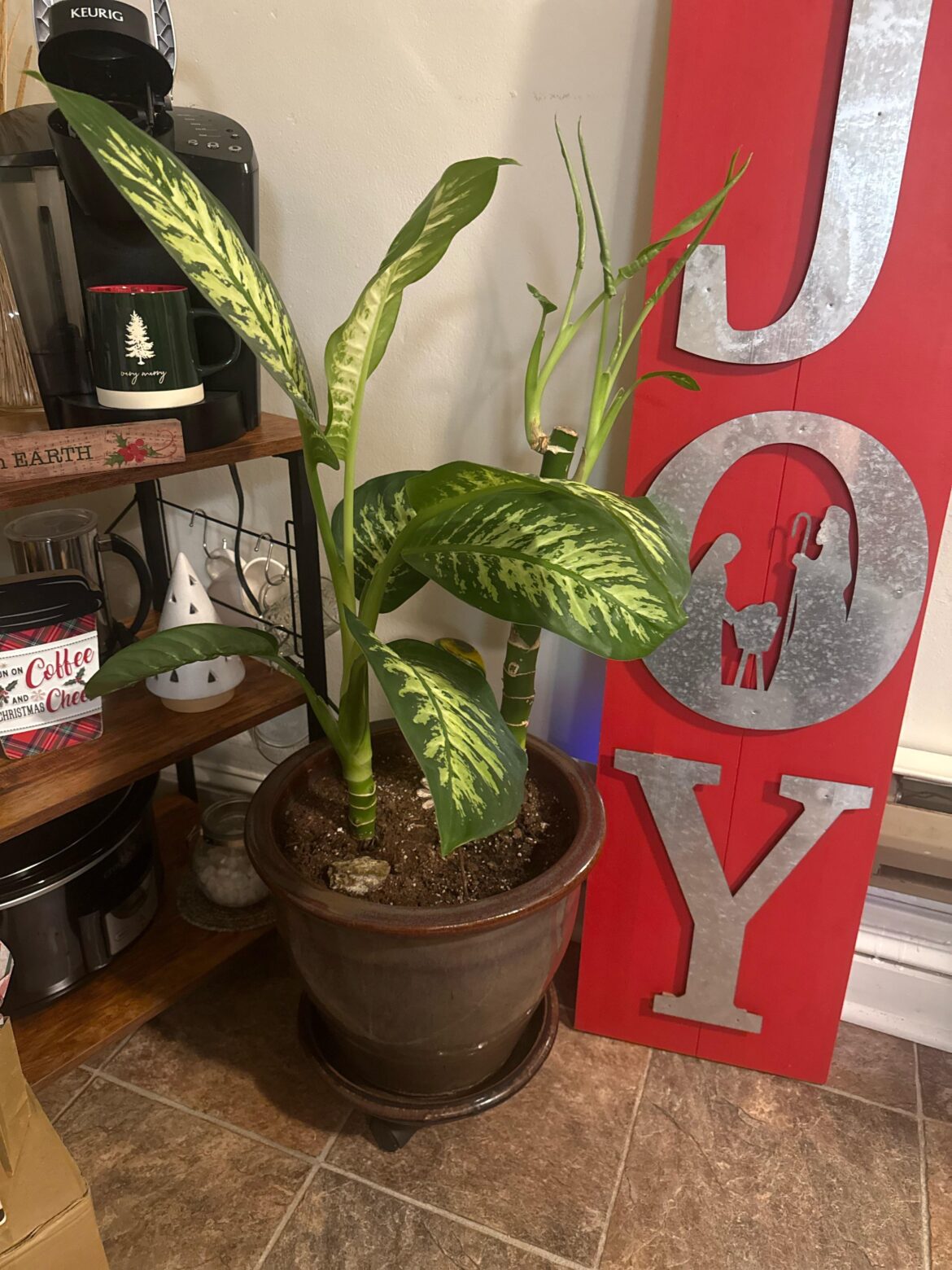 dieffenbachia