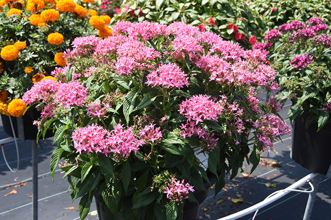 Performance under pressure: Summer trials Part 2 Summer trials