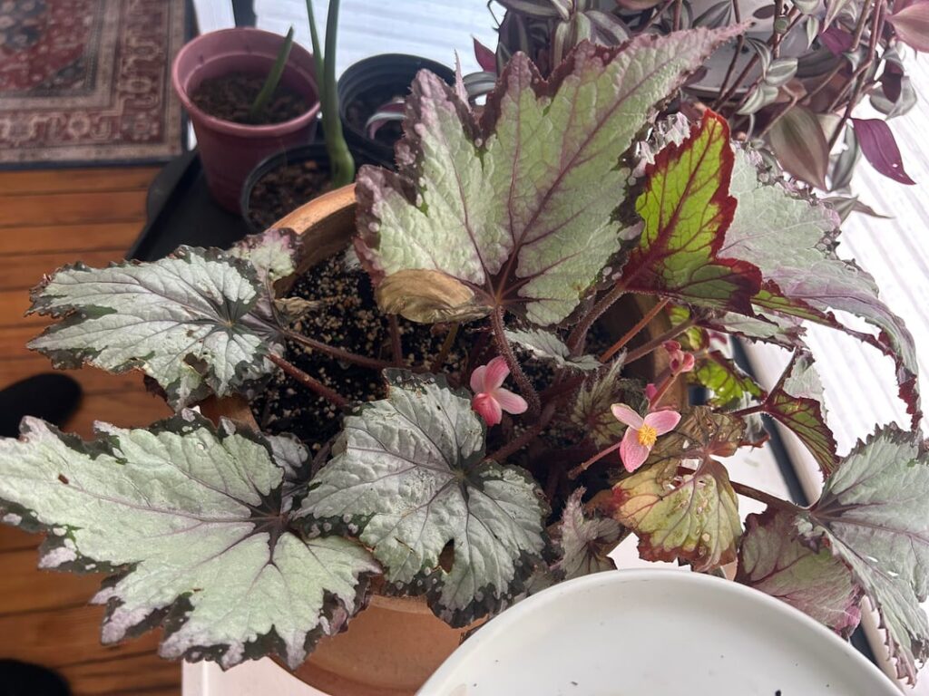Begonia confusion