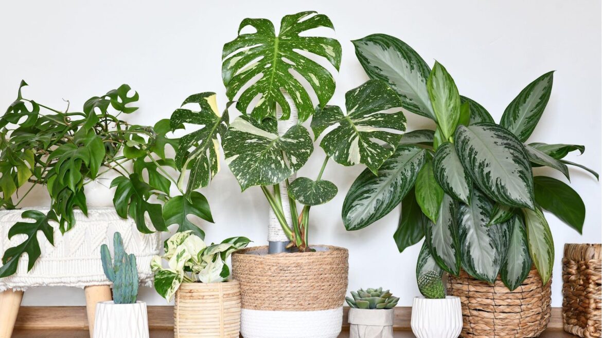 A range of variegated houseplants, including 'thai conestallation' monstera, agalonema, and more, all in wicker baskets